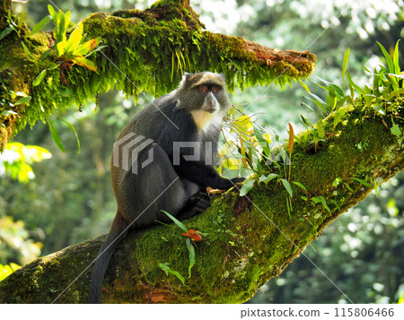 Monkeys climbing Mount Kilimanjaro (2016) Monkeys climbing Mount Kilimanjaro (2016) 115806466