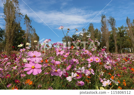 色彩繽紛的波斯菊場 - 1 115806512