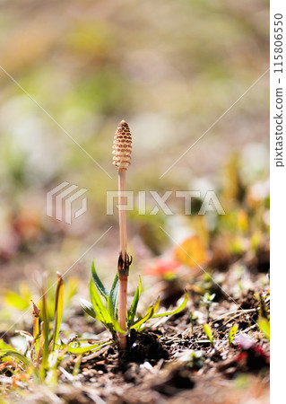 馬尾草是一種春季植物 馬尾草是一種春季植物 115806550