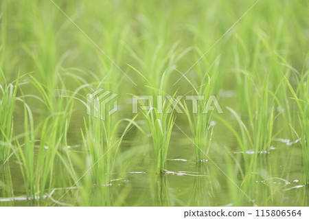 Lush rice fields Lush rice fields 115806564