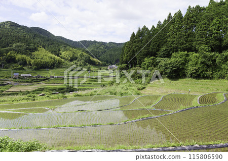 水稻梯田的農業景觀。亞洲的鄉村和稻田。 115806590
