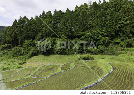 水稻梯田的農業景觀。亞洲的鄉村和稻田。 115806591