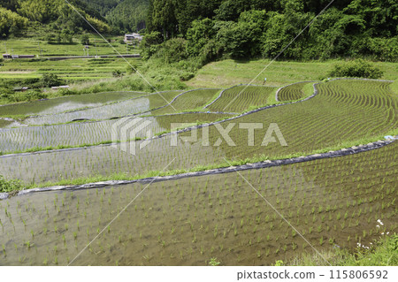 水稻梯田的農業景觀。亞洲的鄉村和稻田。 115806592