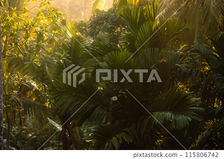 Tropical Foliage with Sunlight 115806742