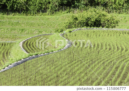 綠色的稻田充滿了水,夏天 綠色的稻田充滿了水,夏天 115806777