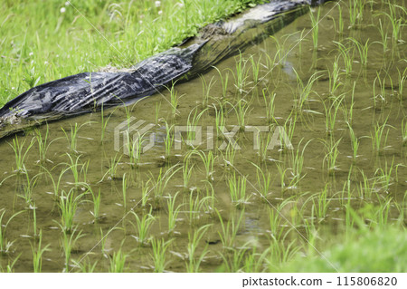 Flooded green rice fields, summer Flooded green rice fields, summer 115806820