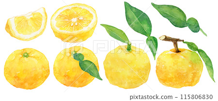 Yuzu fruit and leaf material set hand-drawn watercolor 115806830