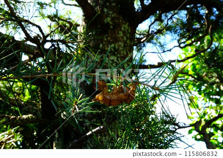 蟬殼[相模原市築井市、10月] 115806832