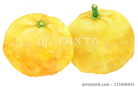 水平排列的柚子水彩插圖 115806841