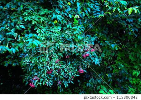 Fruit of the Japanese quince [Tsukui, Sagamihara City, October] 115806842