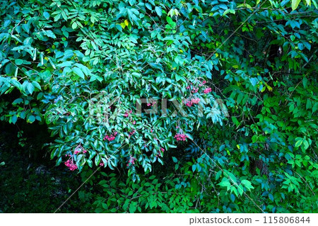 貢嘴果[相模原市築井市、10月] 115806844