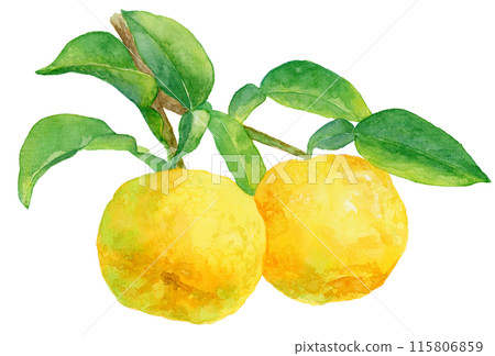 柚子枝與水果水彩插圖 115806859