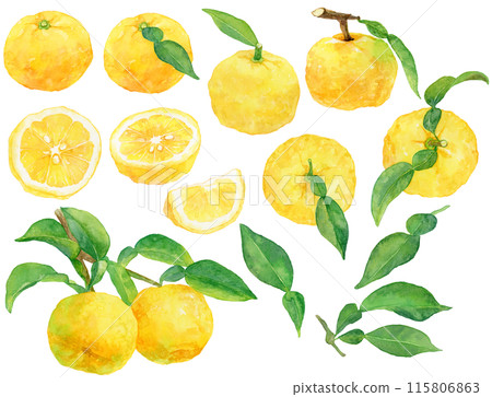 柚子水彩插畫素材集 柚子水彩插畫素材集 115806863