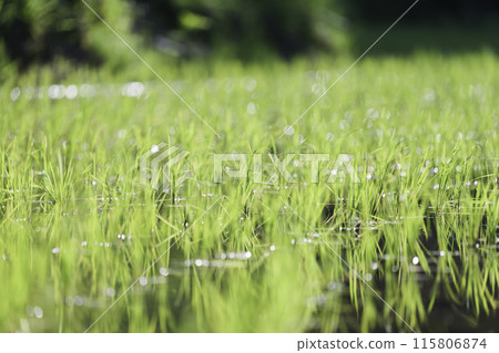 綠色稻田的特寫鏡頭，陽光 115806874