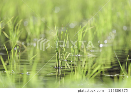 Green rice field close-up, sunlight Green rice field close-up, sunlight 115806875