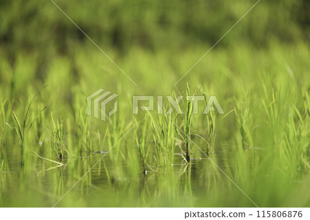 Green rice field close-up, sunlight 115806876