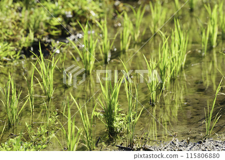 Green rice field close-up, sunlight Green rice field close-up, sunlight 115806880