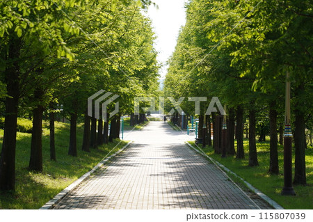Walkway in the park. Summer landscape with green trees and sunlight Walkway in the park. Summer landscape with green trees and sunlight 115807039