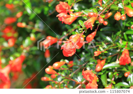 姬櫻的花和果實 姬櫻的花和果實 115807074