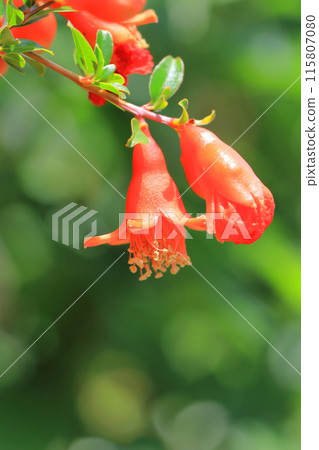 姬櫻的花和果實 姬櫻的花和果實 115807080