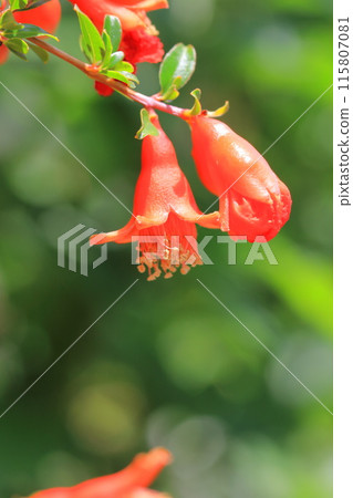 Flowers and fruits of the pomegranate (Korean pomegranate) Flowers and fruits of the pomegranate (Korean pomegranate) 115807081