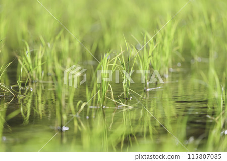 綠色稻田的特寫鏡頭，陽光 115807085