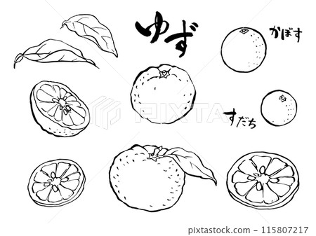 Ink drawing of yuzu, kabosu and sudachi 115807217