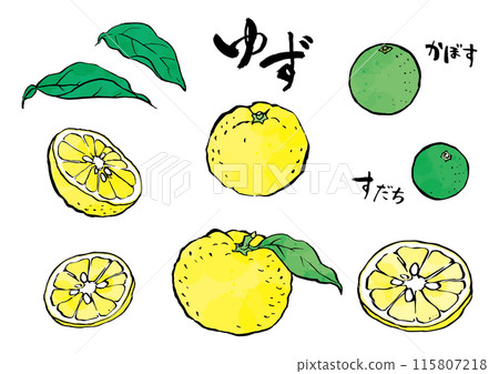 Ink-painted yuzu, kabosu, sudachi, watercolor-style coloring 115807218