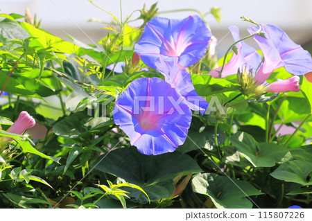Morning glory in full bloom (morning glory) 115807226