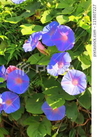 Morning glory in full bloom (morning glory) Morning glory in full bloom (morning glory) 115807227