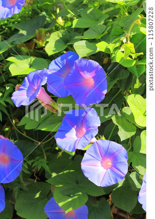 Morning glory in full bloom (morning glory) Morning glory in full bloom (morning glory) 115807228