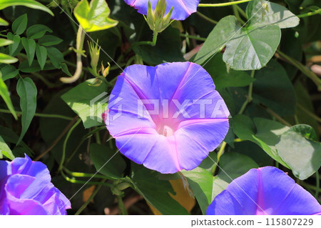 Morning glory in full bloom (morning glory) 115807229