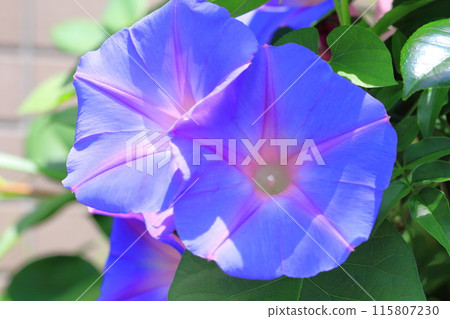 盛開的牽牛花(牽牛花) 盛開的牽牛花(牽牛花) 115807230