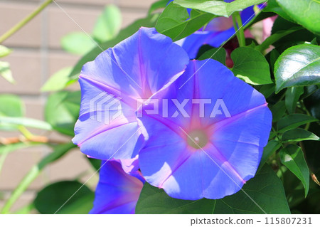 盛開的牽牛花(牽牛花) 盛開的牽牛花(牽牛花) 115807231