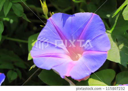 盛開的牽牛花(牽牛花) 盛開的牽牛花(牽牛花) 115807232