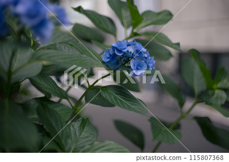 六月花繡球花 115807368