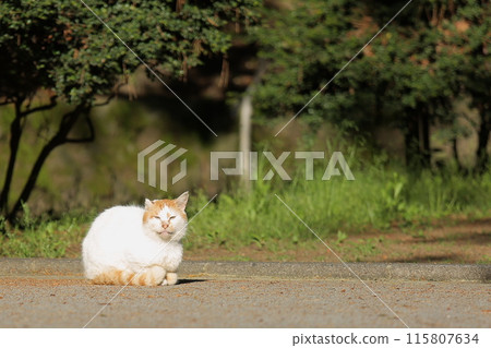 Wild Cat Wild Cat 115807634
