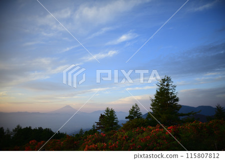 阿瑪瑞山上盛開的黃耆杜鵑花<阿瑪瑞山> 115807812