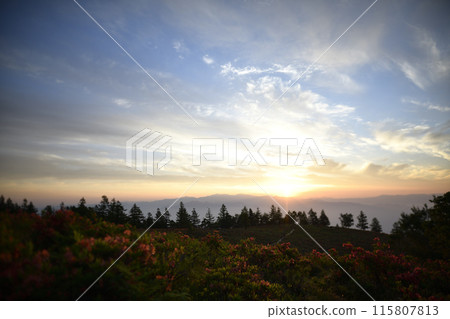 阿瑪瑞山上盛開的黃耆杜鵑花<阿瑪瑞山> 115807813