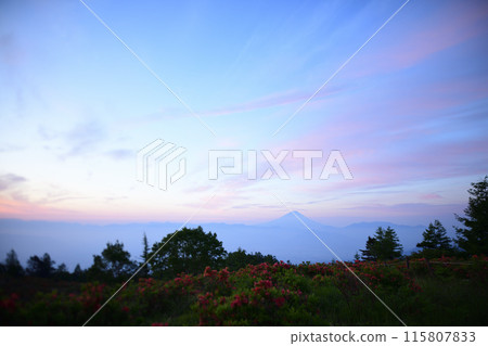 阿瑪瑞山上盛開的黃耆杜鵑花<阿瑪瑞山> 115807833