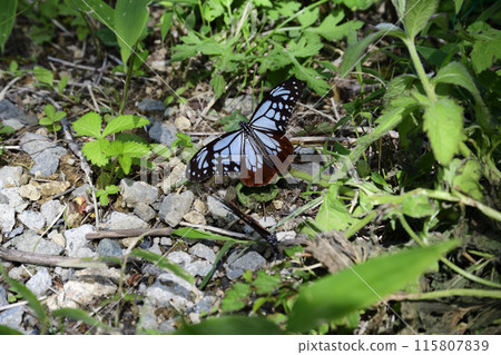 chestnut tiger with spread wings 115807839