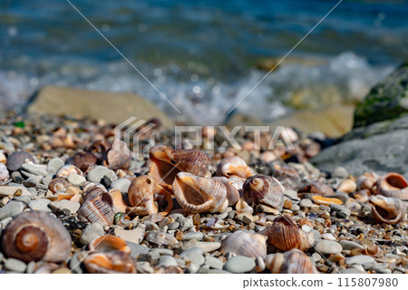 Rapana shells on sand against the background of the sea Rapana shells on sand against the background of the sea 115807980