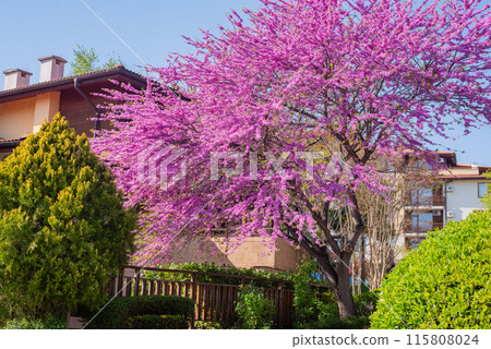 Blooming cersis tree with purple bright flowers 115808024