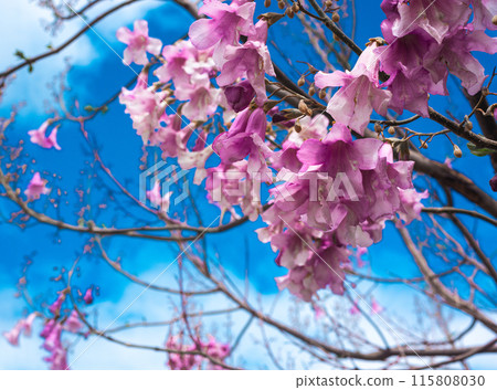 Flowers of the paulownia tree Paulownia tomentosa. The flowers are light purple, bell-shaped Flowers of the paulownia tree Paulownia tomentosa. The flowers are light purple, bell-shaped 115808030