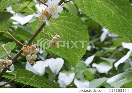貓喜歡獼猴桃的白色葉子和芳香的白色花朵 貓喜歡獼猴桃的白色葉子和芳香的白色花朵 115808134