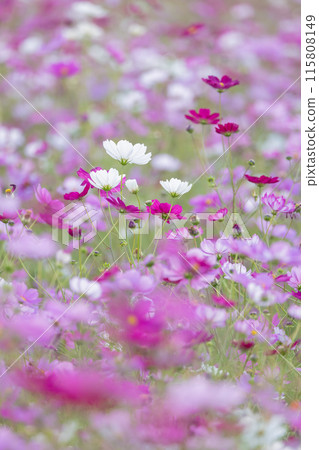 Cosmos swaying in the wind 115808149