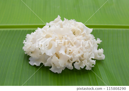 Cauliflower mushroom or cauliflower fungus Cauliflower mushroom or cauliflower fungus 115808290