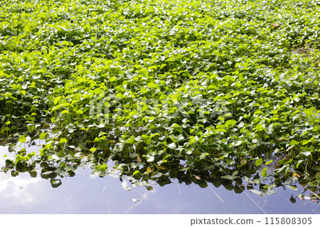 Gotu kola, Asiatic pennywort, Indian pennywort. Water plant in the pond 115808305