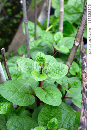Ceylon spinach or basella rubra linn Ceylon spinach or basella rubra linn 115808306