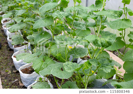 Sweet melons growing in greenhouse 115808346